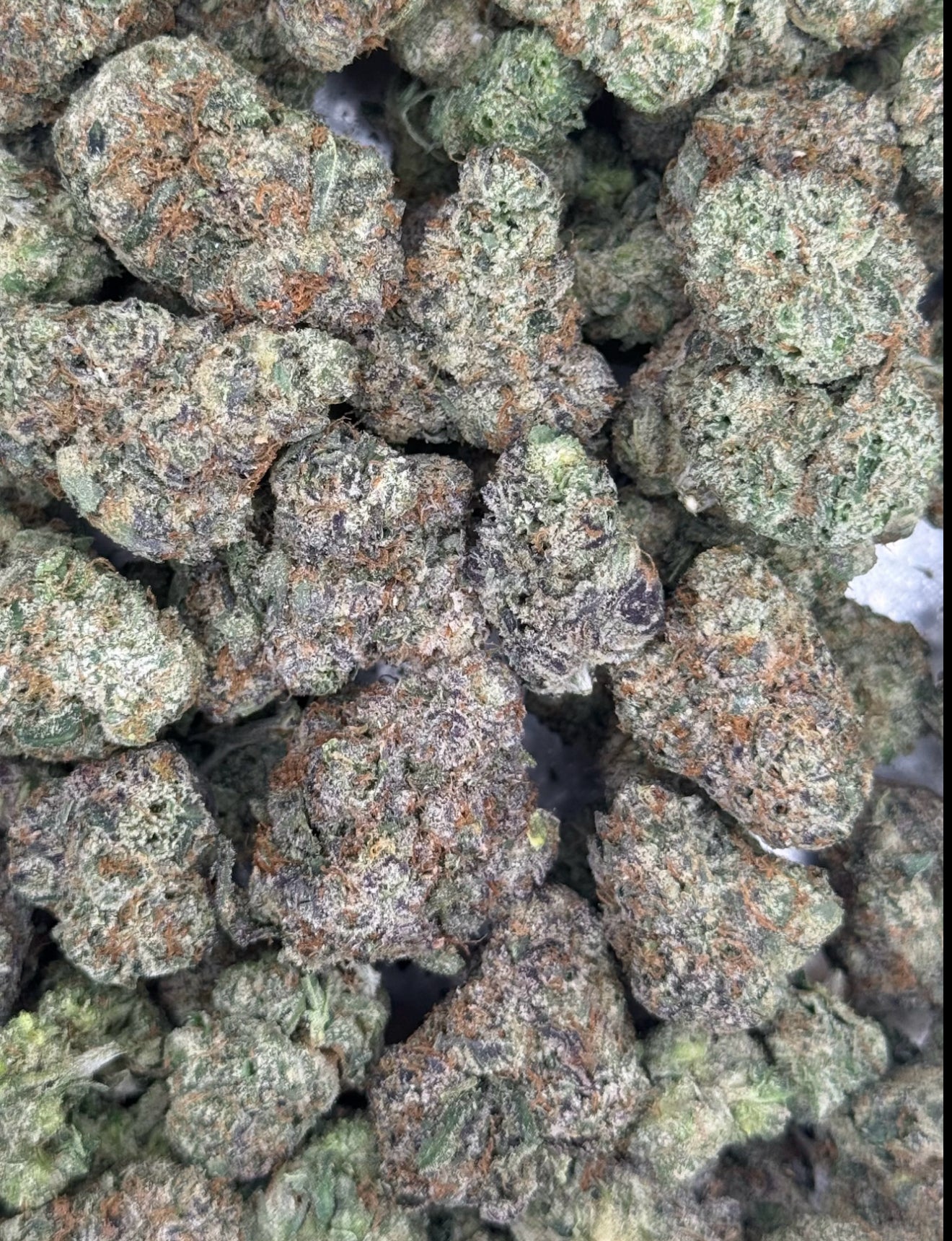 Lemon Cherry Zaza